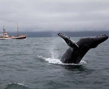 Anche alle balene piace l'Aurora Boreale Viaggiare