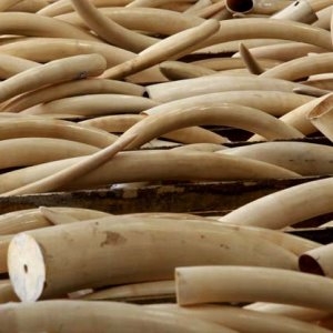 Continua la guerra ai cacciatori di elefanti : il Governo del Kenya brucia 105 tonnellate di avorio 