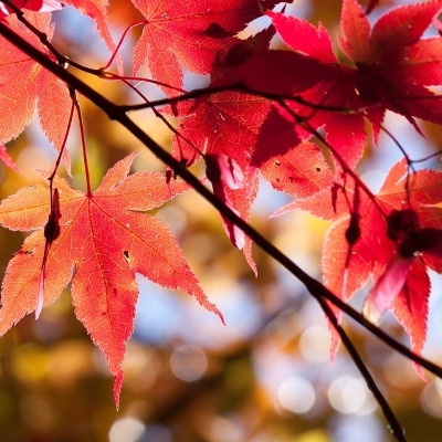 Momijigari, gli splendori del Giappone in autunno 