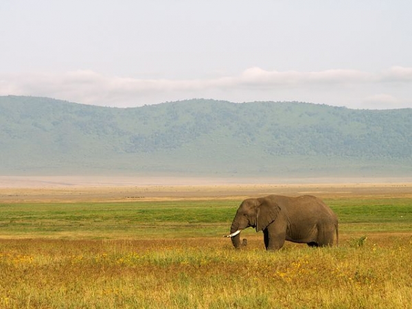 Safari Fotografico: i 10 Consigli del Professionista Africa