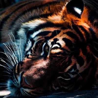 India - Alla ricerca della Tigre Tour Culturali
