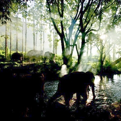 Il regno degli animali 