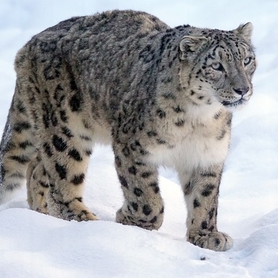 Alla ricerca del leopardo delle nevi 