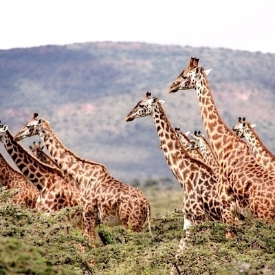 Safari, paesaggi e popoli primitivi Safari