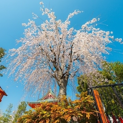 Hanami-Sakura e l’incantesimo della Primavera 