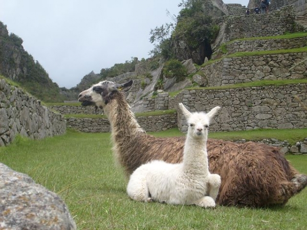 EXPLORE MACHU PICCHU & THE AMAZON RIVER 