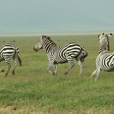 Pumba Safari Safari