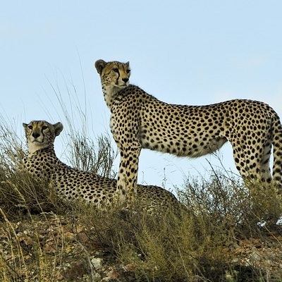 Tembo Safari 