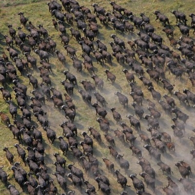 Twiga Safari 