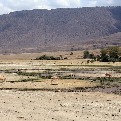 Nyani Safari 