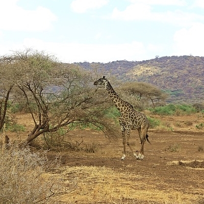 Golf & Safari - Tarangire e Ngorongoro - 