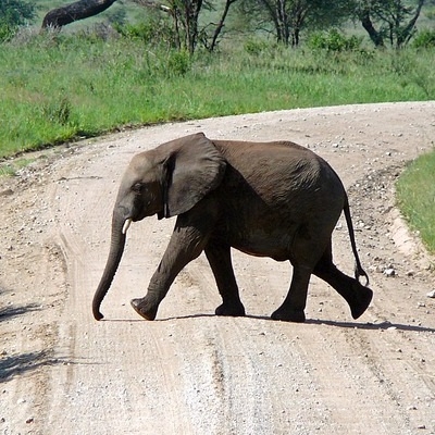 Da Ngorongoro a Serengeti 