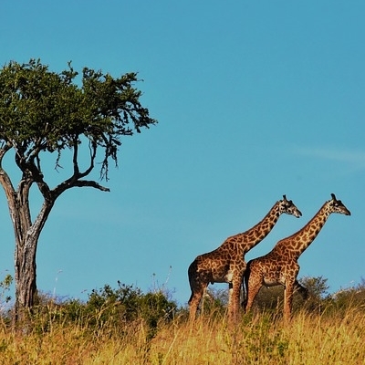 SOUTHERN TANZANIA SAFARI