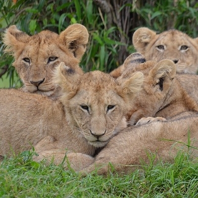 Kenya Safari Experience 