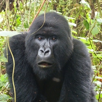 Rwanda & Uganda Gorilla Discovery 