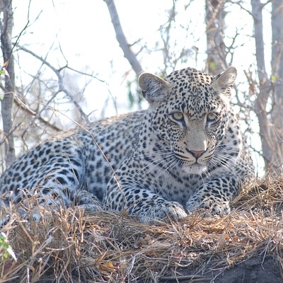 Explore Kruger National Park & Namibia Safari