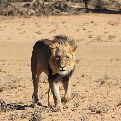 THE GREAT SOUTHERN AFRICA SAFARI Spedizioni Avventura