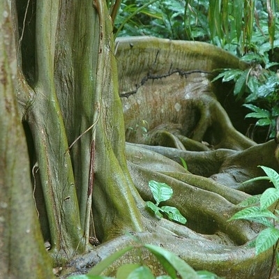 Explore Belize Vacanze